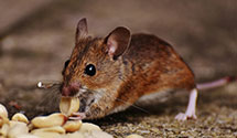 24 Hour & Emergency Exterminators in Alvada, OH